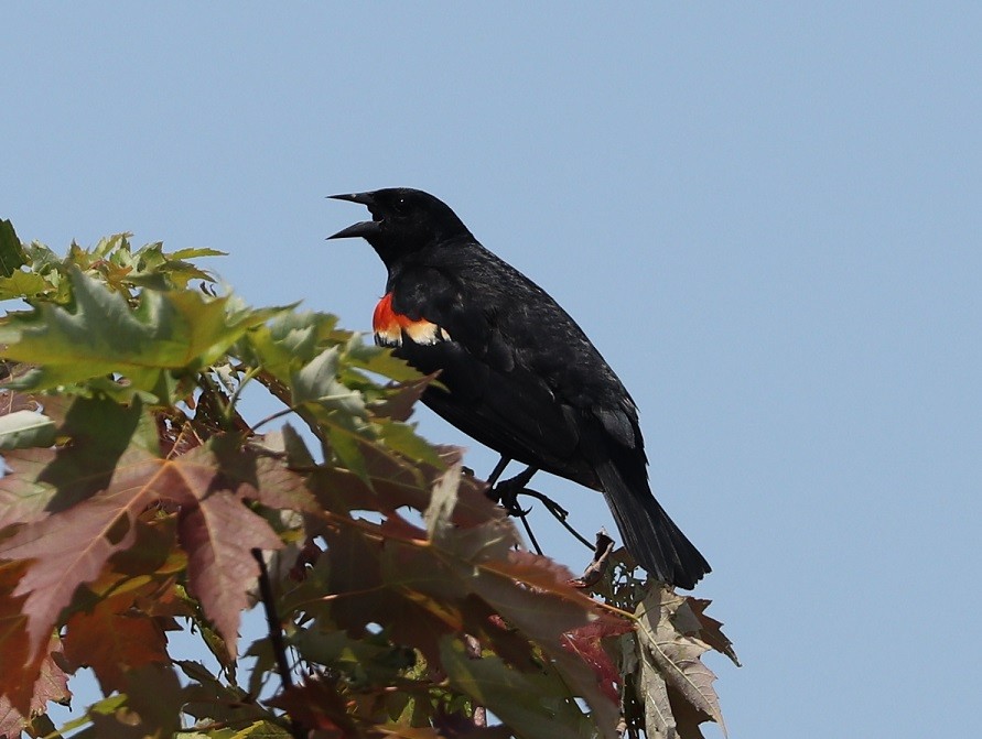 Red-winged Blackbird - ML621046451