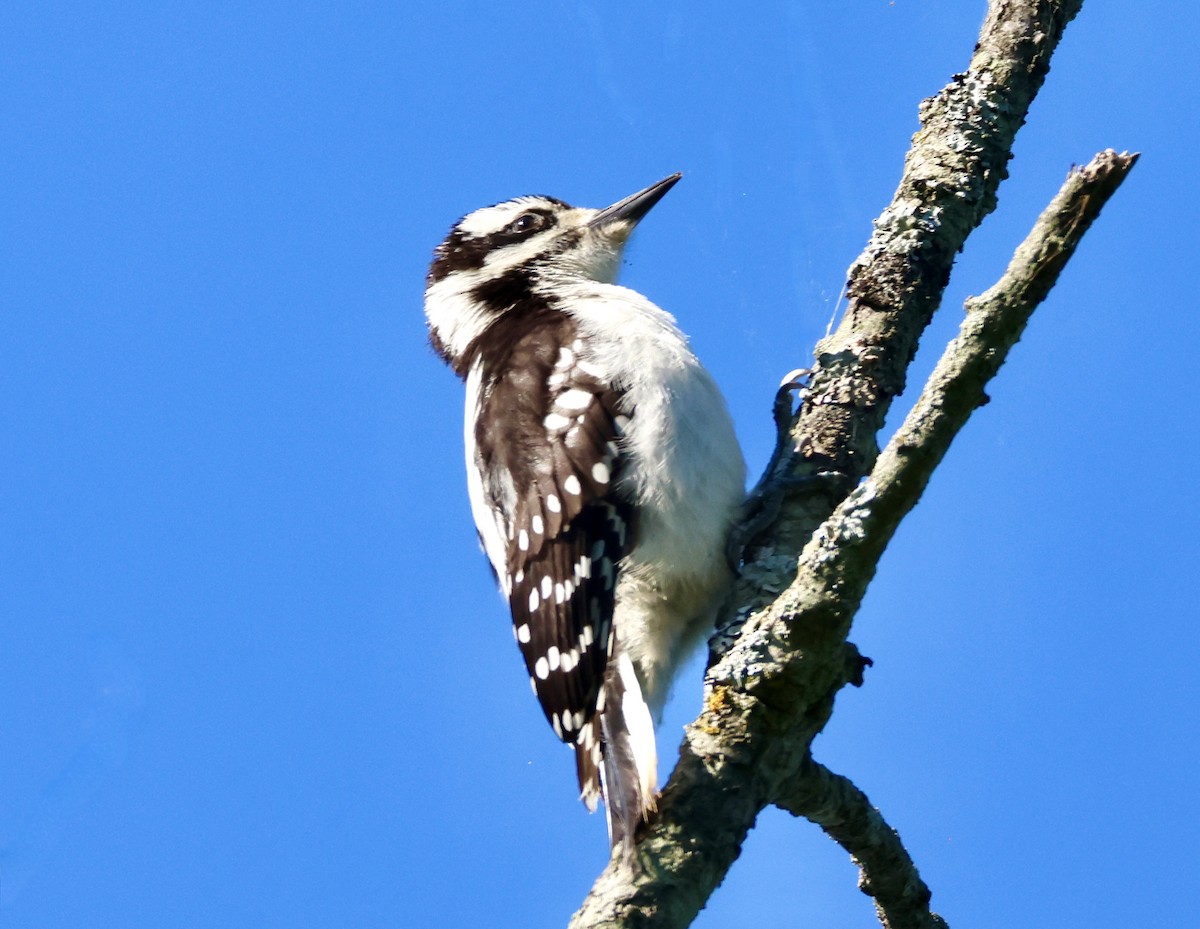 Hairy Woodpecker - ML621046455