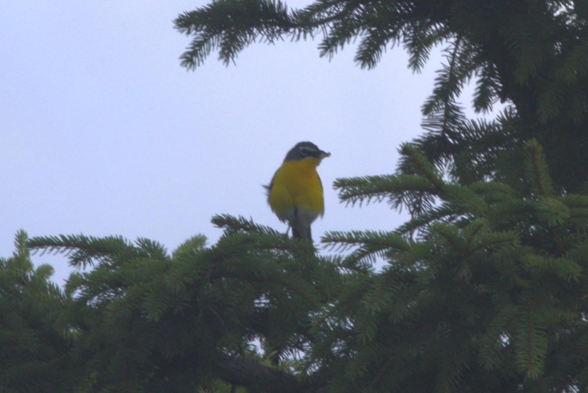 Yellow-breasted Chat - ML621046458