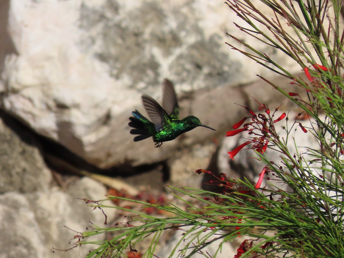 kolibřík modroocasý - ML621046494