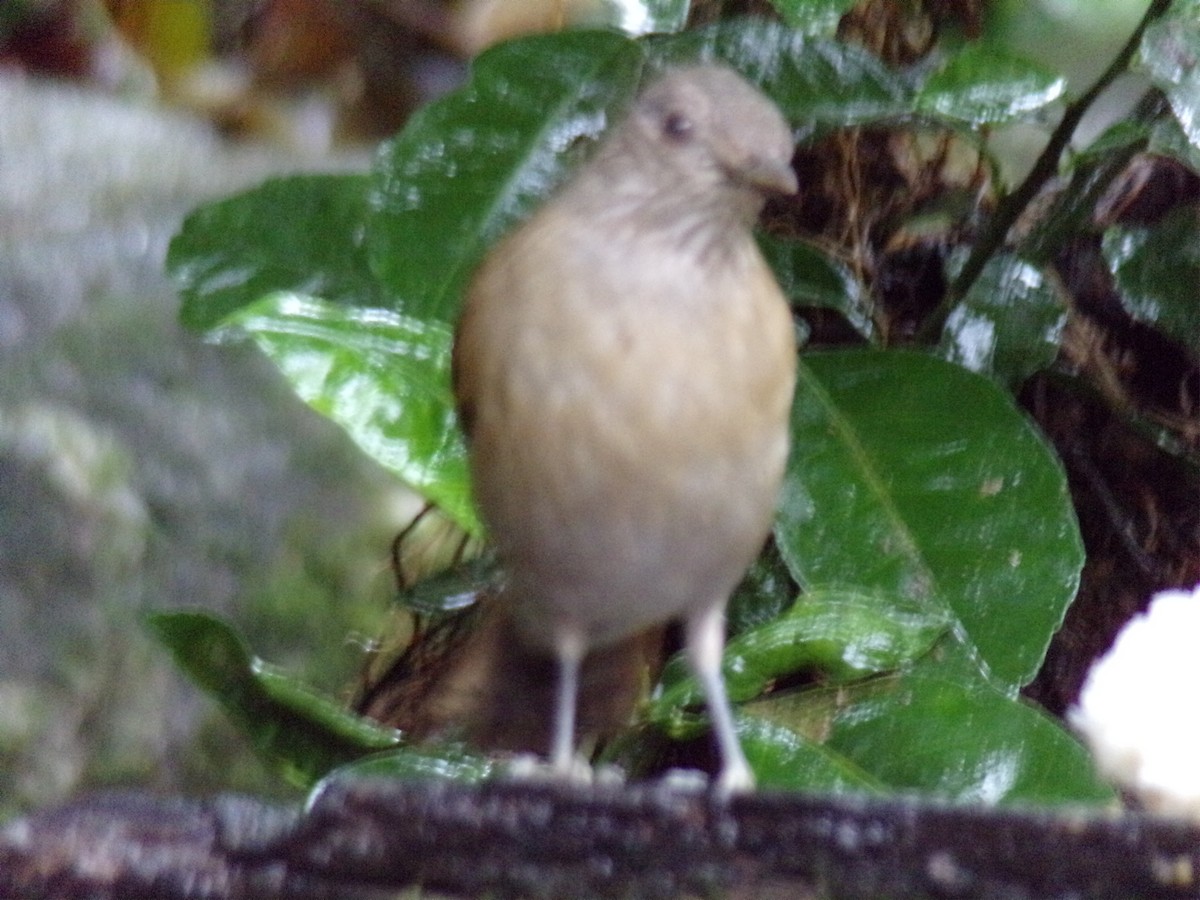 Pale-breasted Thrush - ML621046526