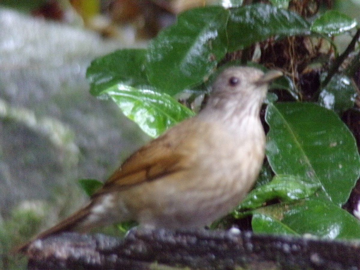 Pale-breasted Thrush - ML621046527