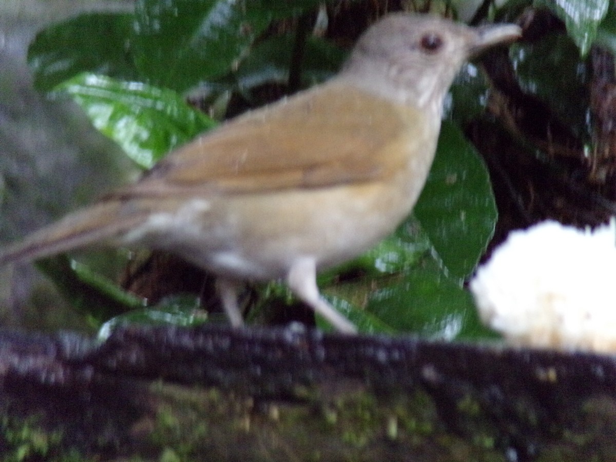 Pale-breasted Thrush - ML621046528