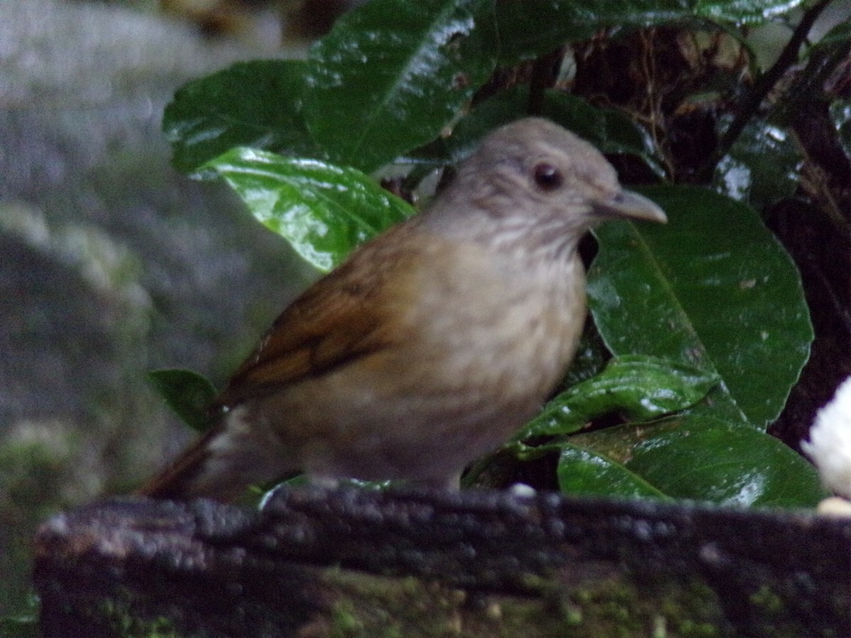 Pale-breasted Thrush - ML621046530