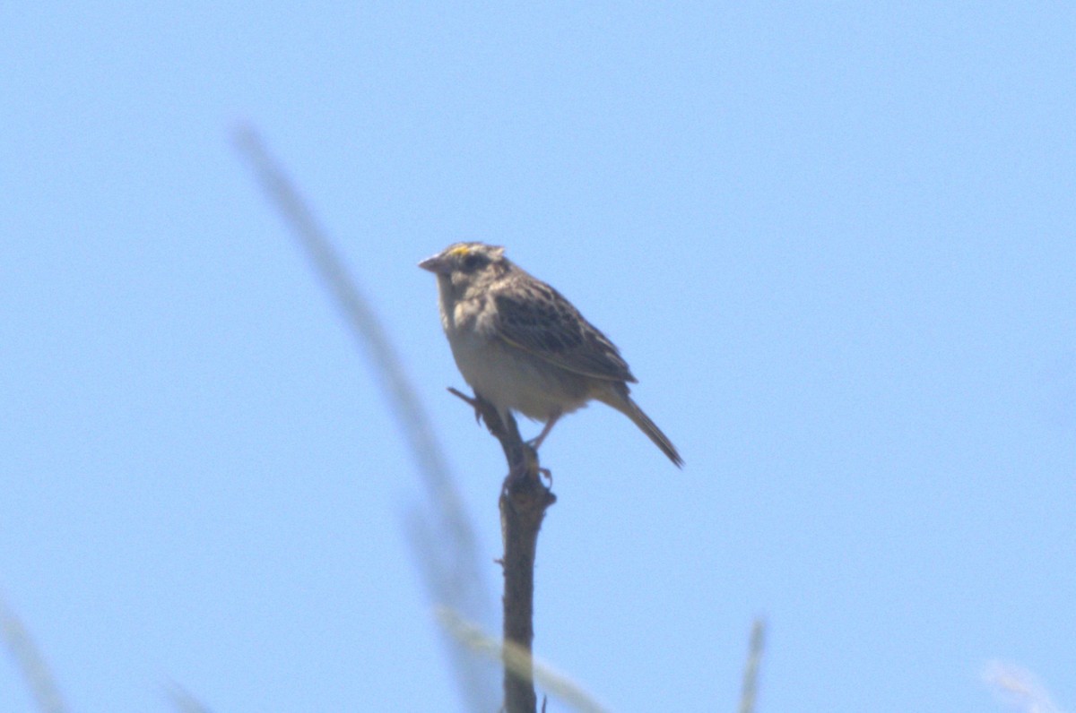 Grasshopper Sparrow - ML621046540