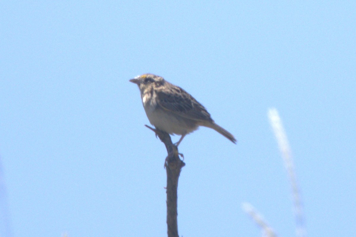 Grasshopper Sparrow - ML621046541