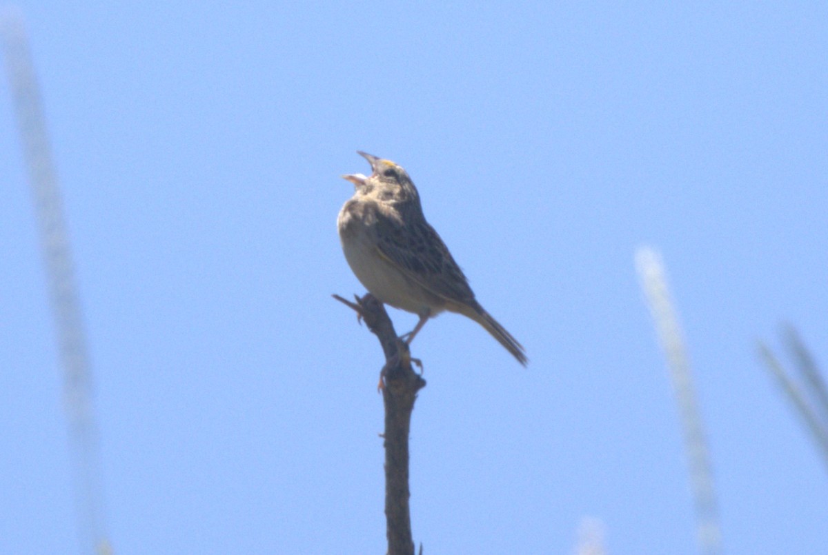 Grasshopper Sparrow - ML621046542