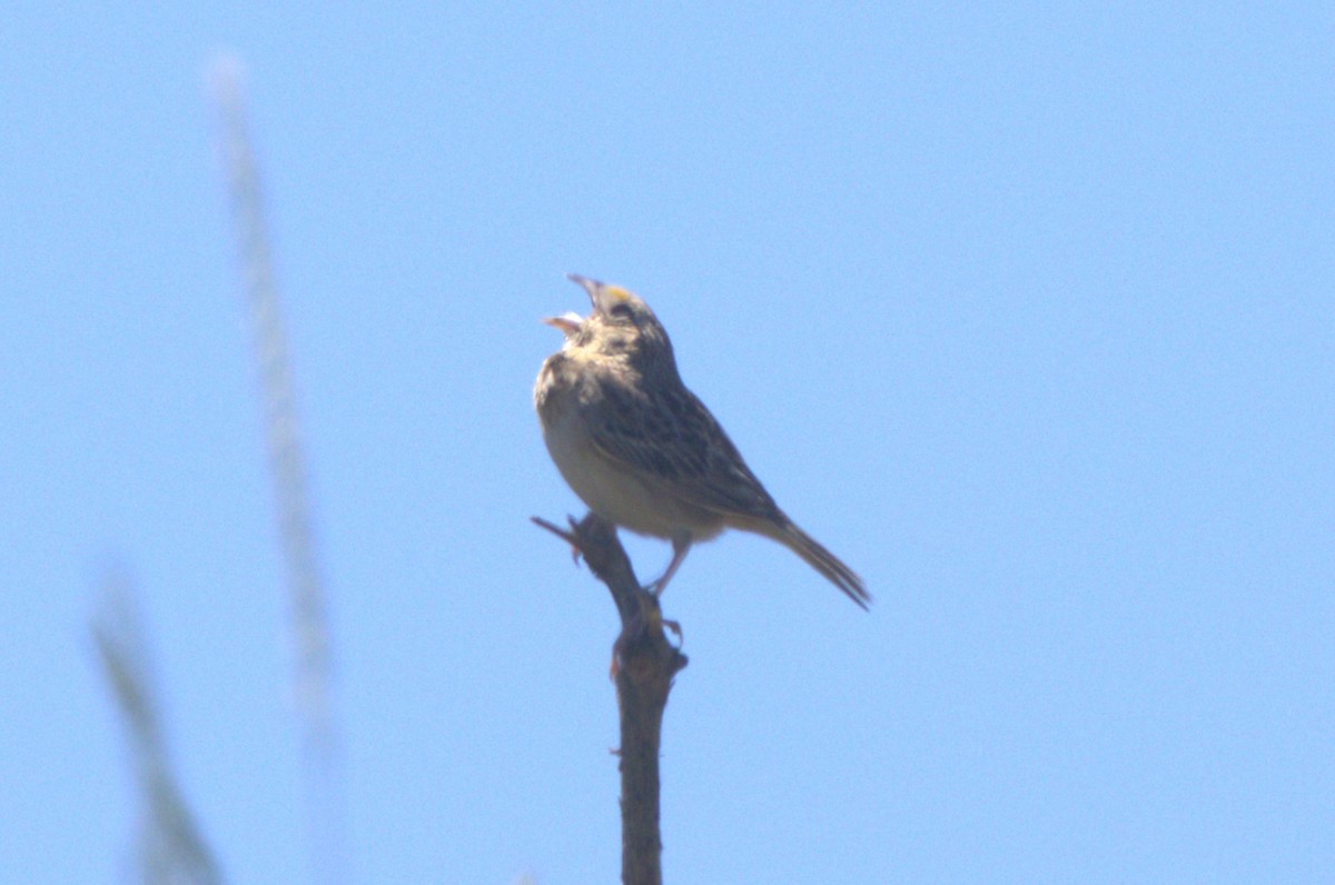 Grasshopper Sparrow - ML621046543