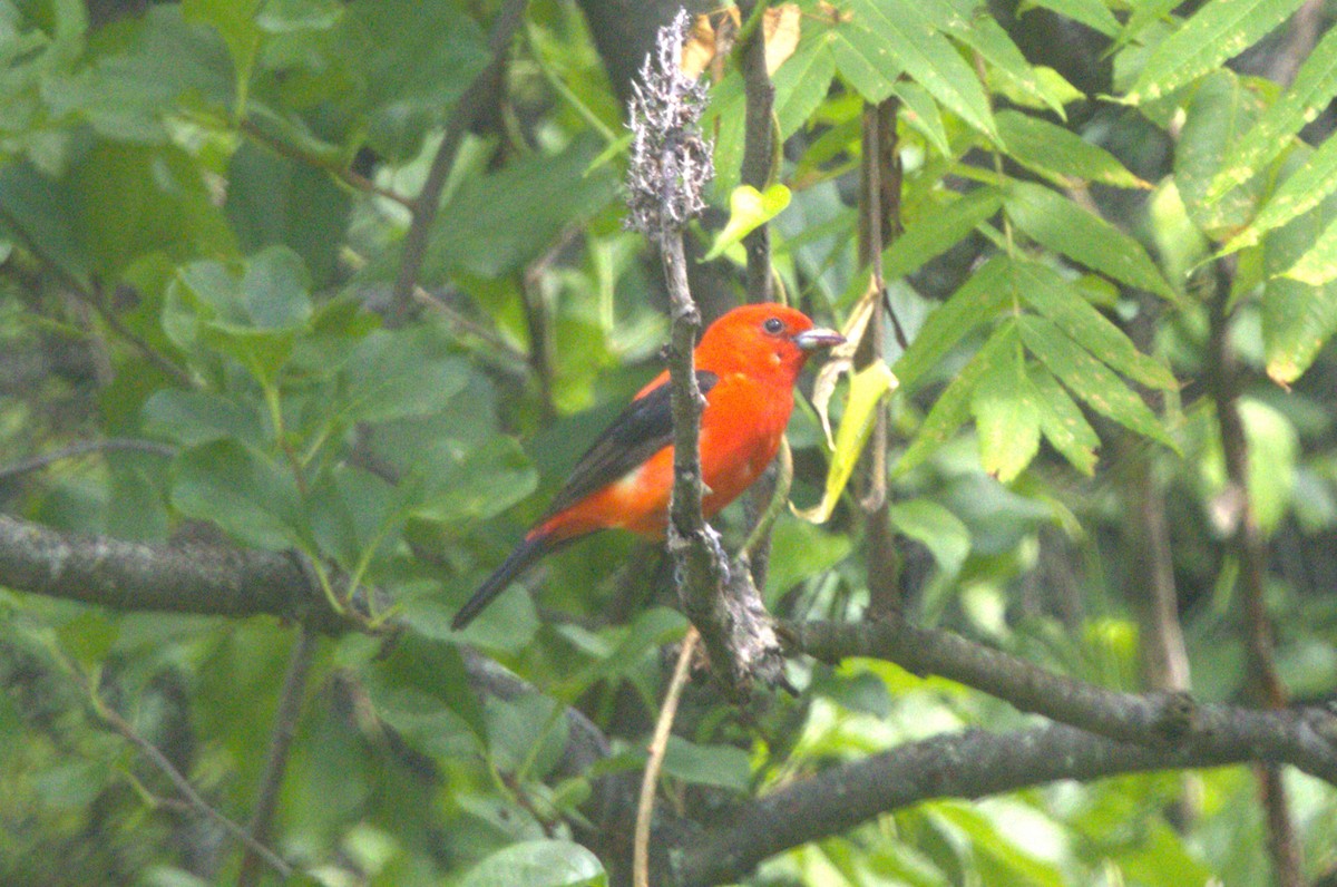 Scarlet Tanager - ML621046593