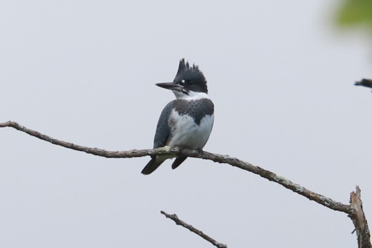 Belted Kingfisher - ML621046595