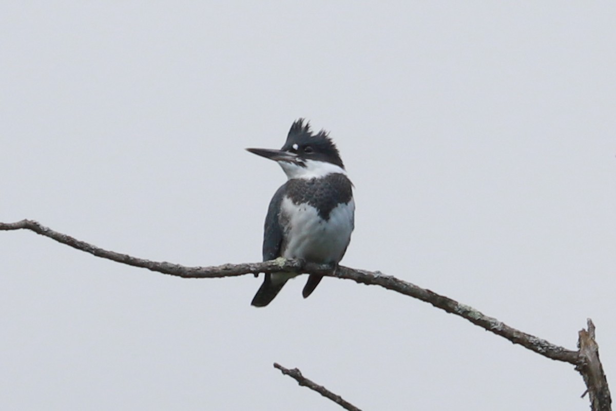 Belted Kingfisher - ML621046596