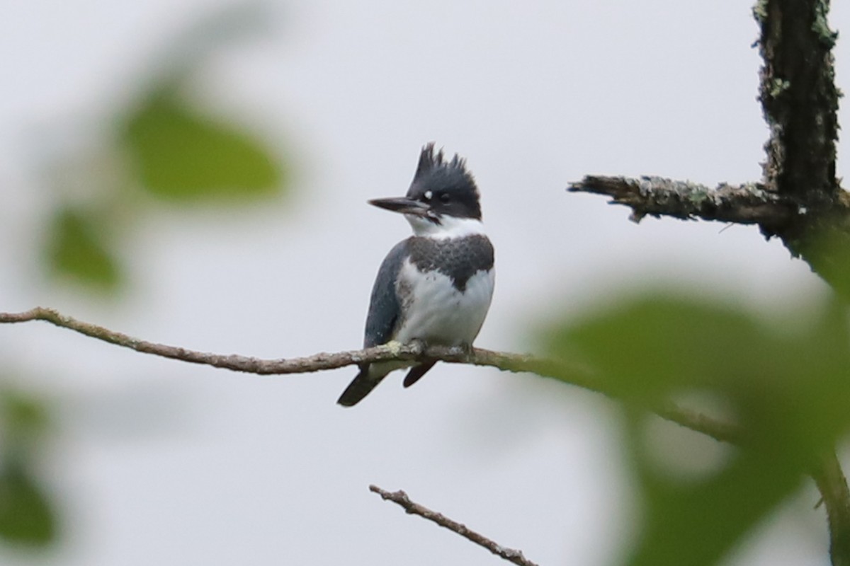 Belted Kingfisher - ML621046597