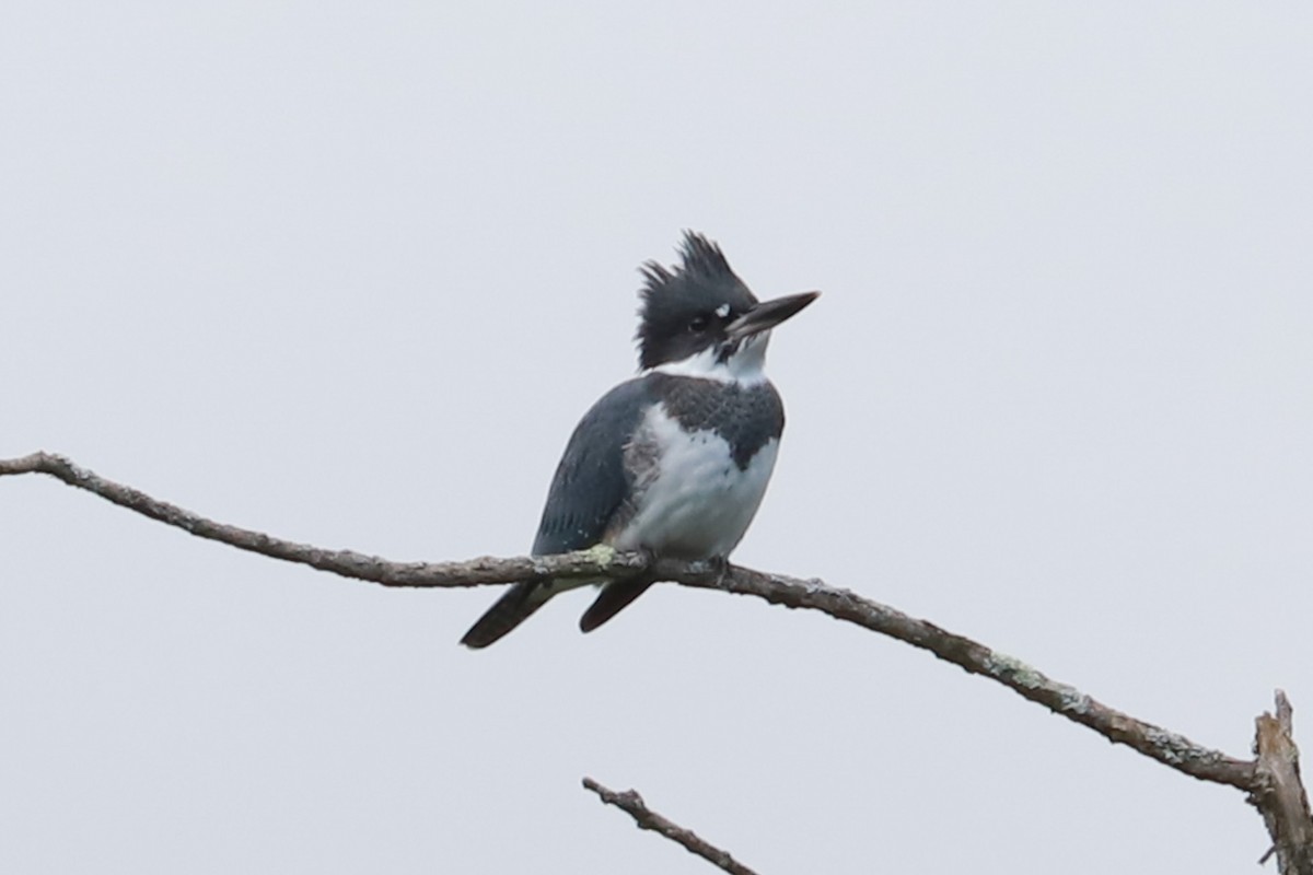 Belted Kingfisher - ML621046598