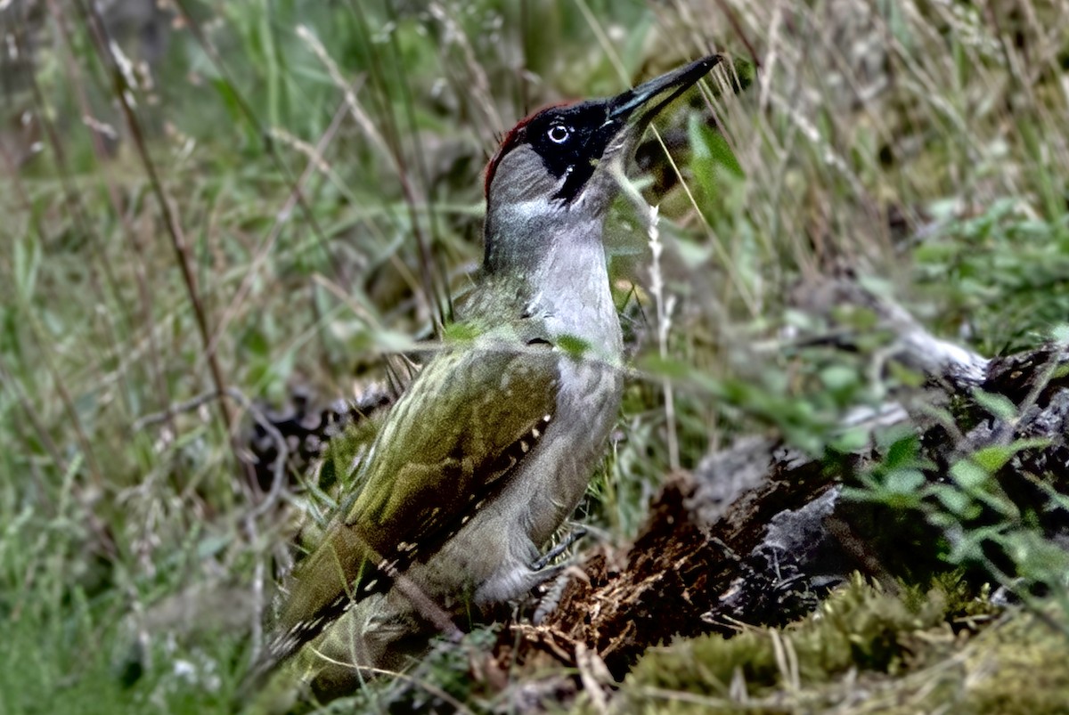 Eurasian Green Woodpecker - ML621046601