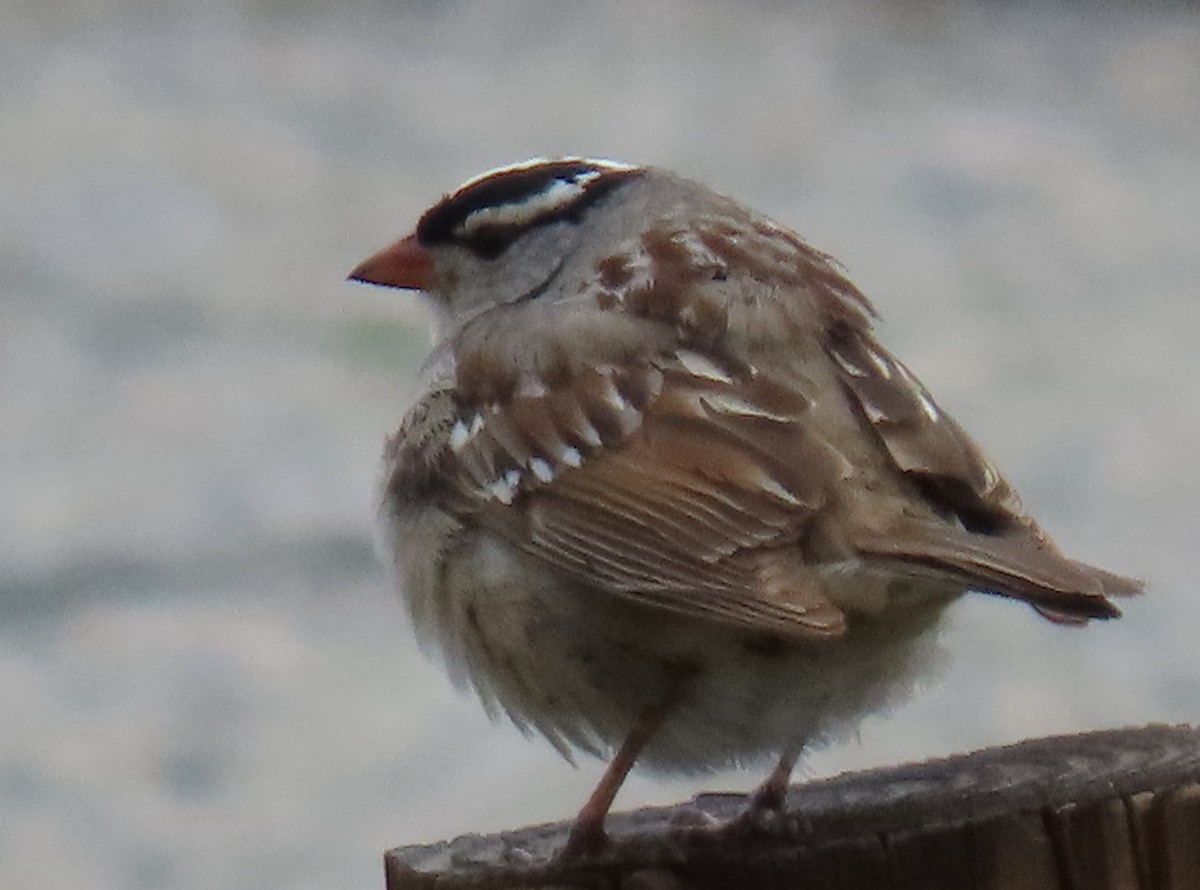 White-crowned Sparrow (oriantha) - ML621046606