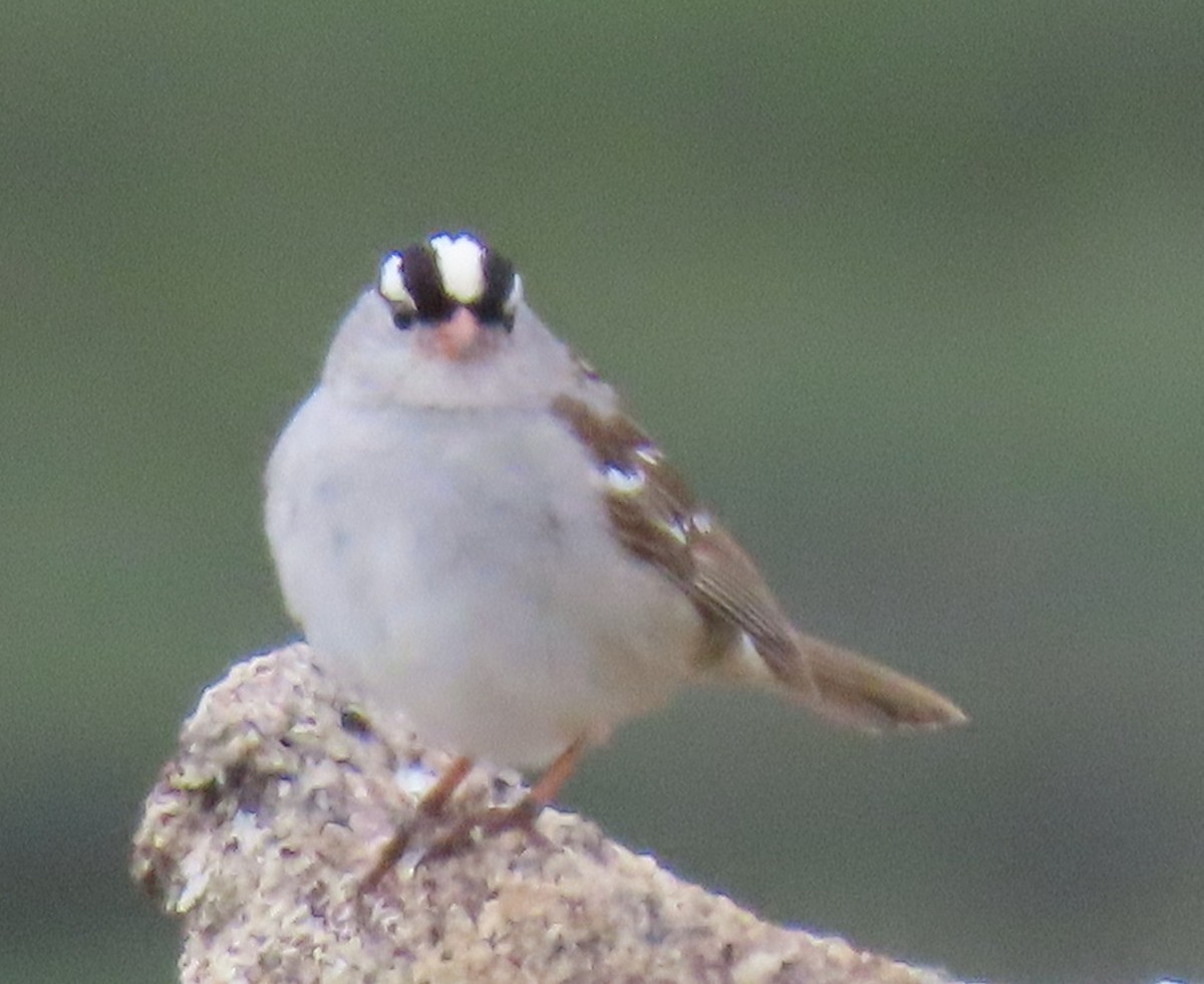 White-crowned Sparrow (oriantha) - ML621046615
