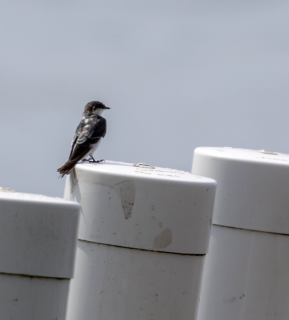 Mangrove Swallow - ML621046628