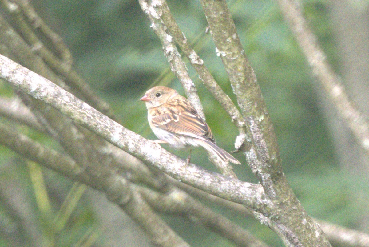 Field Sparrow - ML621046644