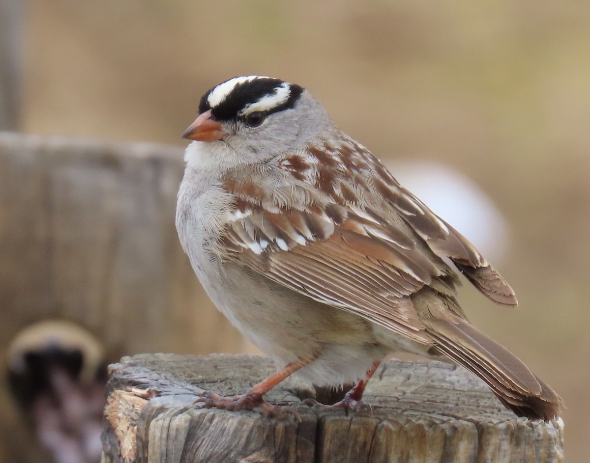White-crowned Sparrow (oriantha) - ML621046647