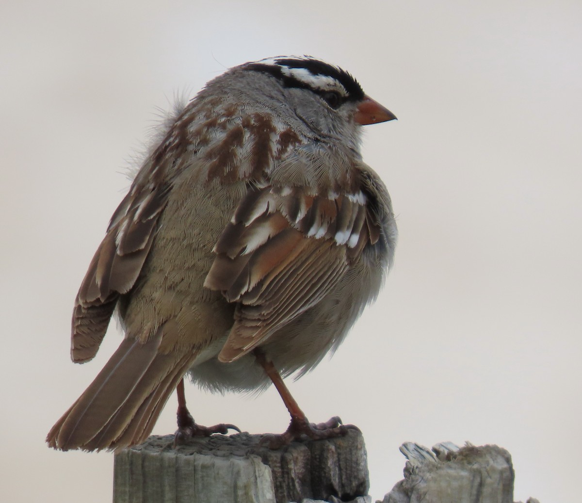 White-crowned Sparrow (oriantha) - ML621046655