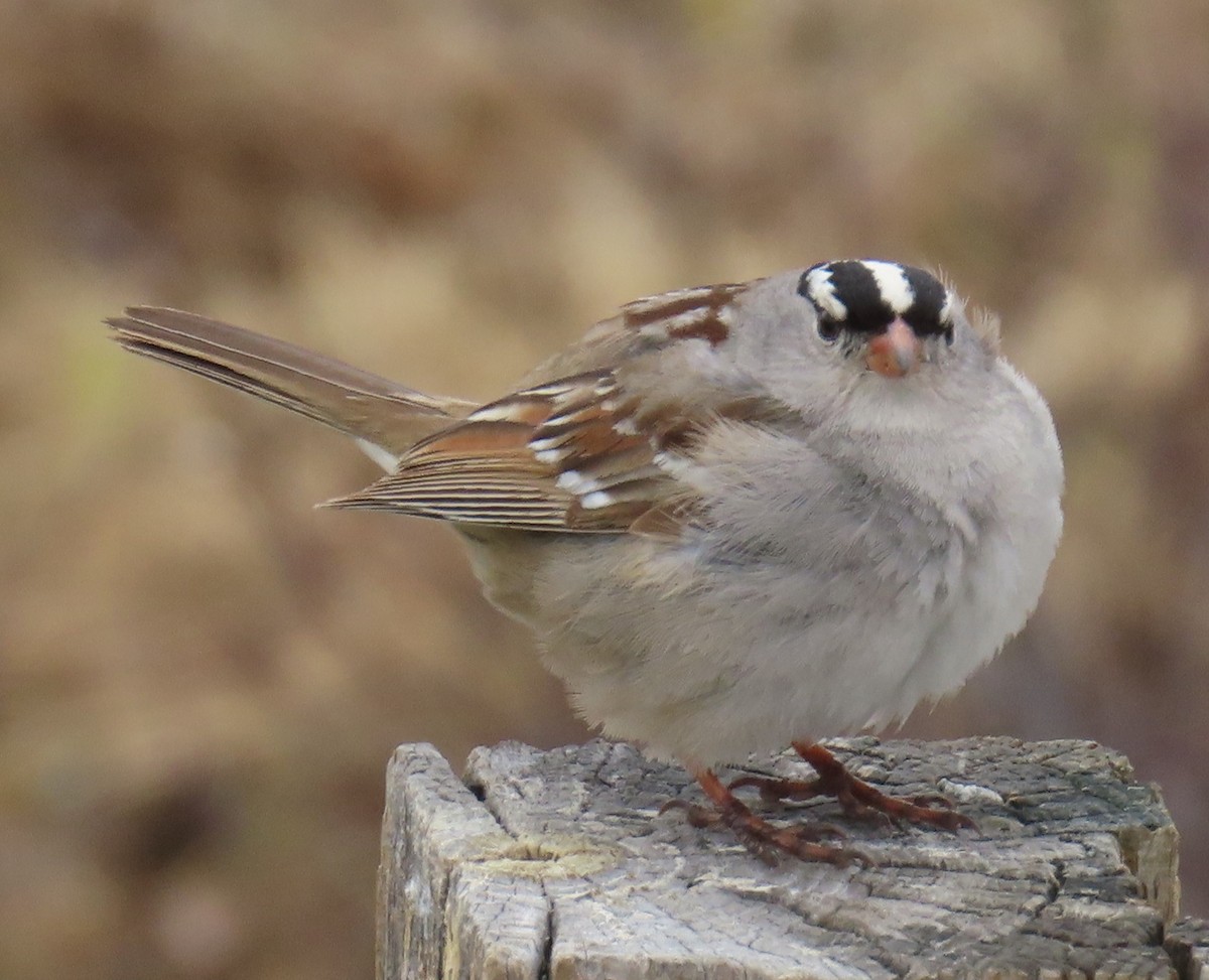 White-crowned Sparrow (oriantha) - ML621046664
