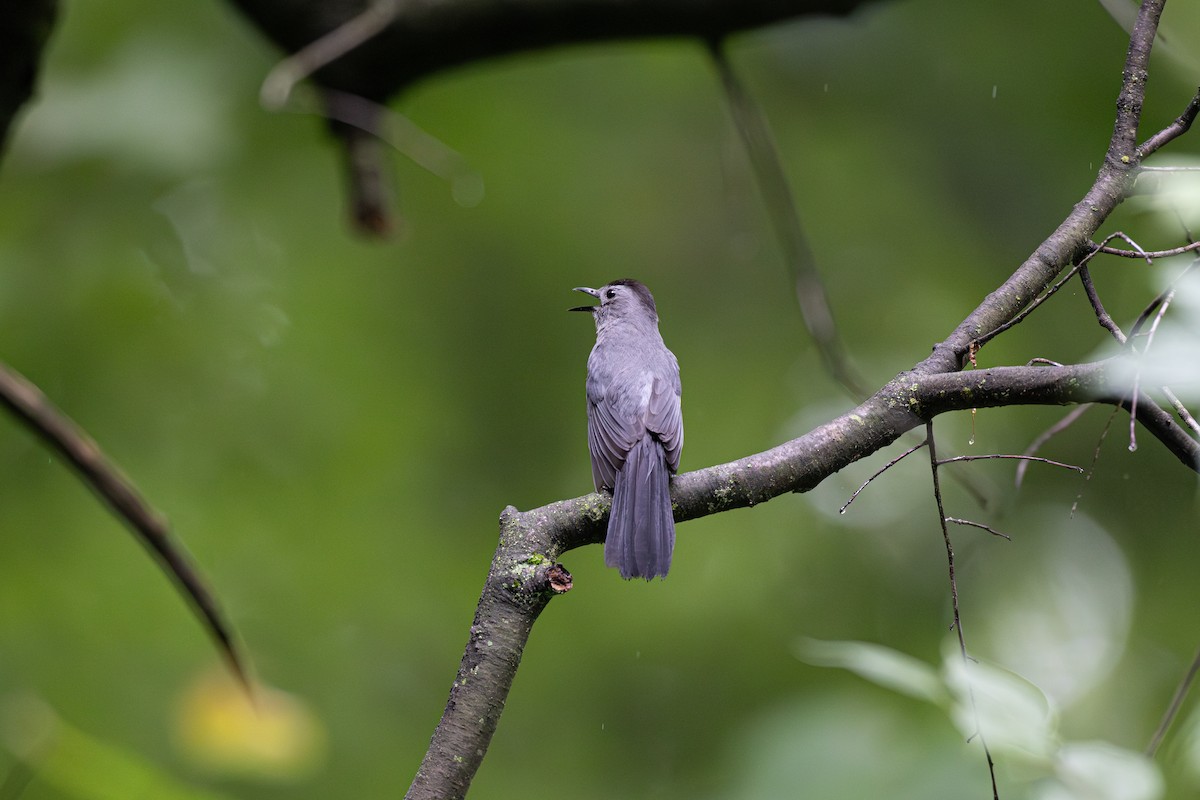Pájaro Gato Gris - ML621046678