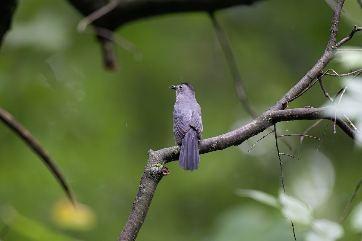Katzenspottdrossel - ML621046680