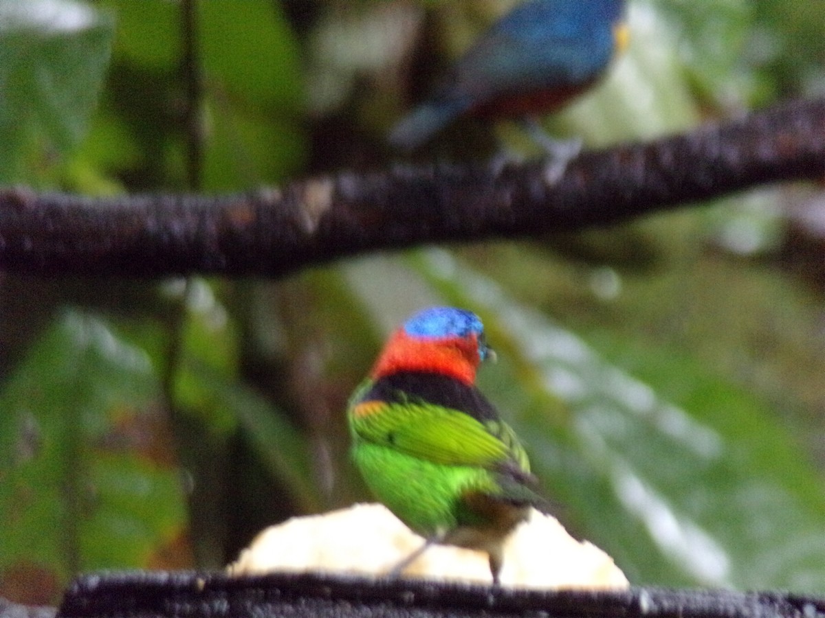 Red-necked Tanager - ML621046684