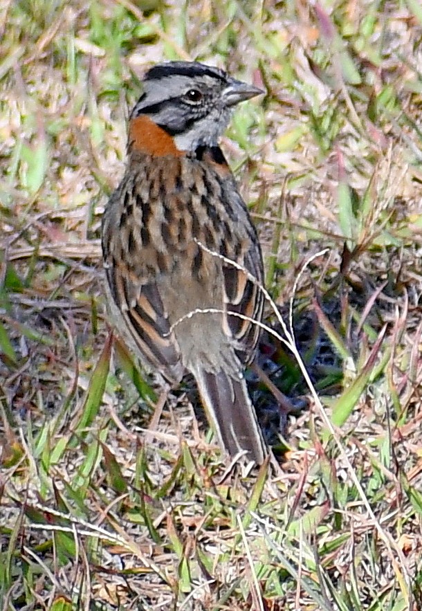 Rufous-collared Sparrow - ML621046689