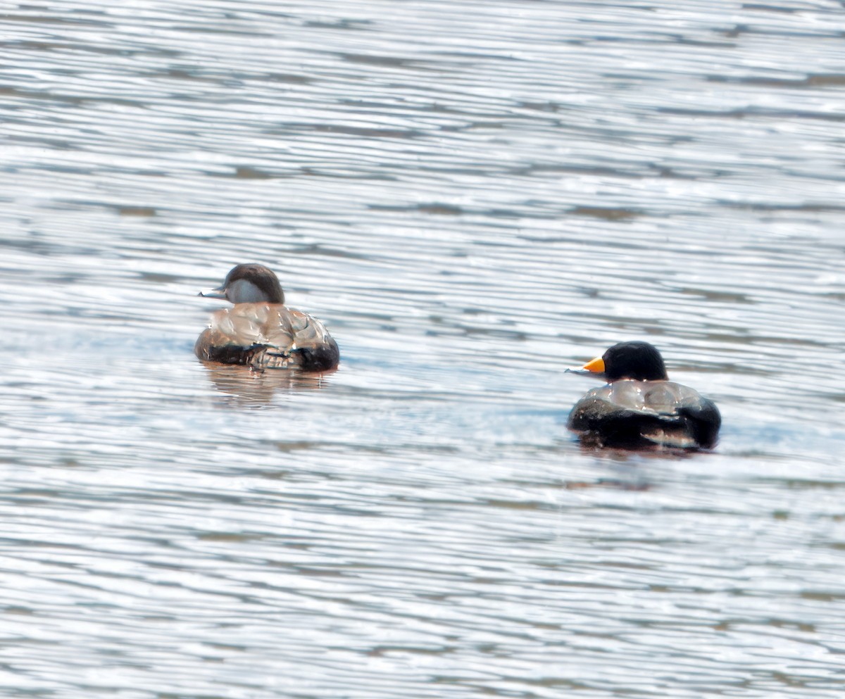 Black Scoter - ML621046691