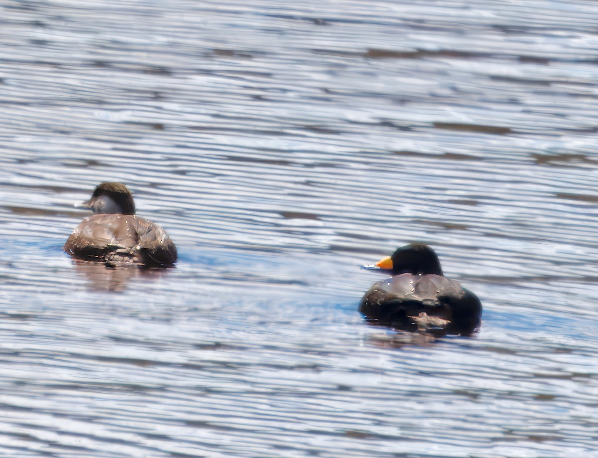 Black Scoter - ML621046692