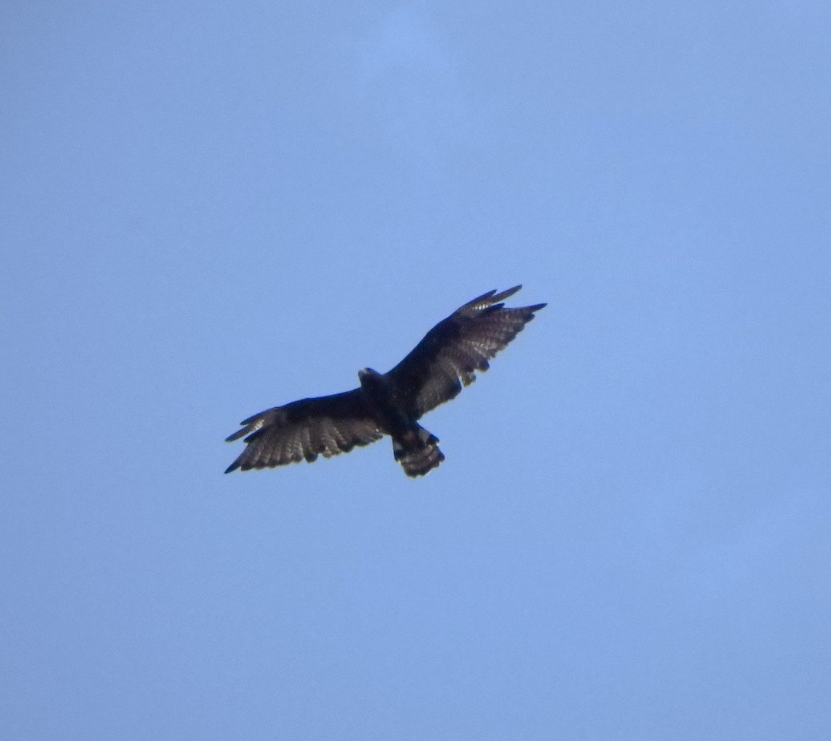 Zone-tailed Hawk - ML621046699