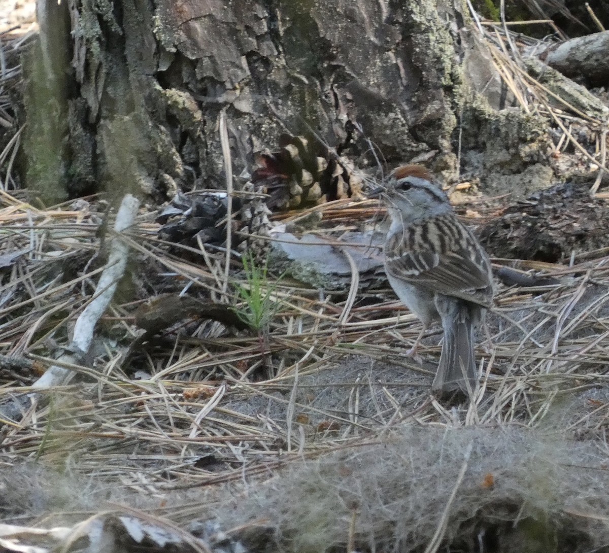 Chipping Sparrow - ML621046714