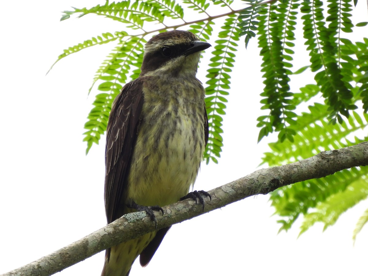 Piratic Flycatcher - ML621046715