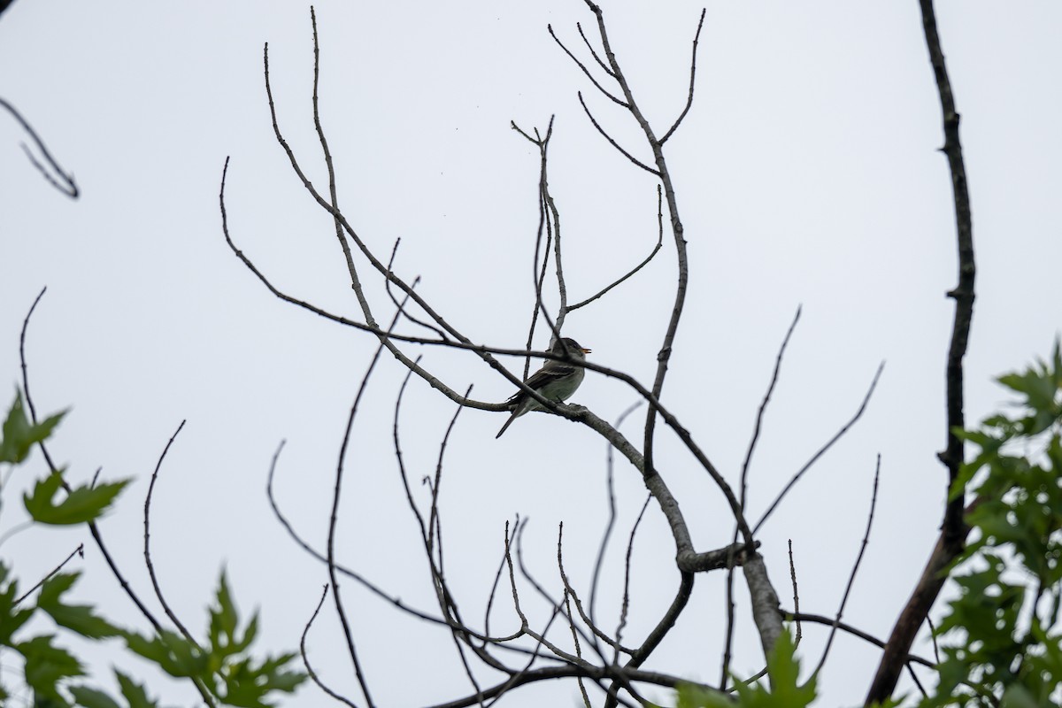 Eastern Wood-Pewee - ML621046736