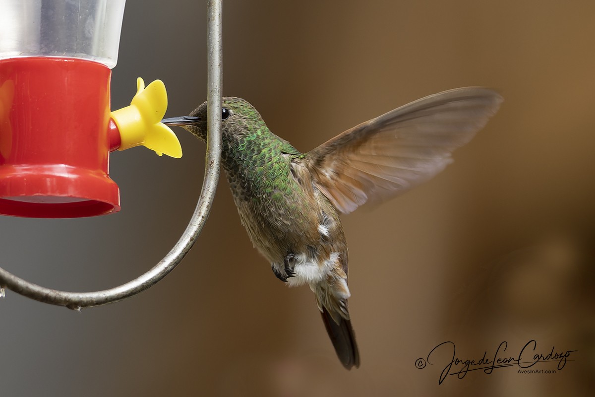 kolibřík mexický - ML621046740