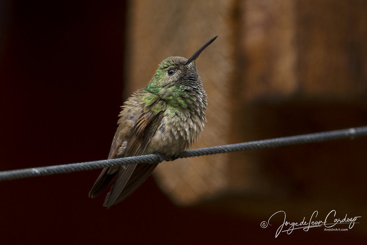 kolibřík mexický - ML621046741