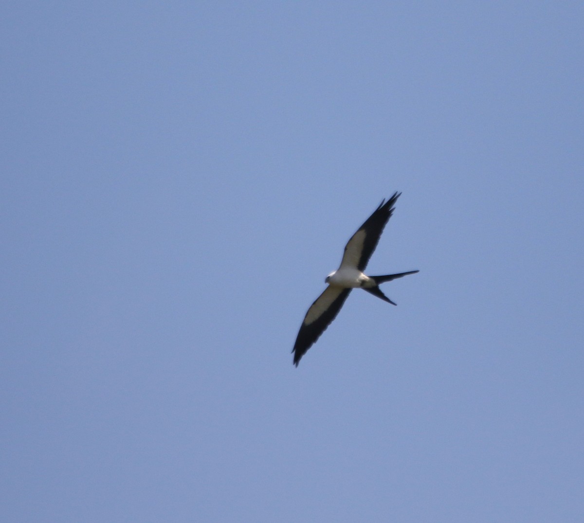Swallow-tailed Kite - ML621046742