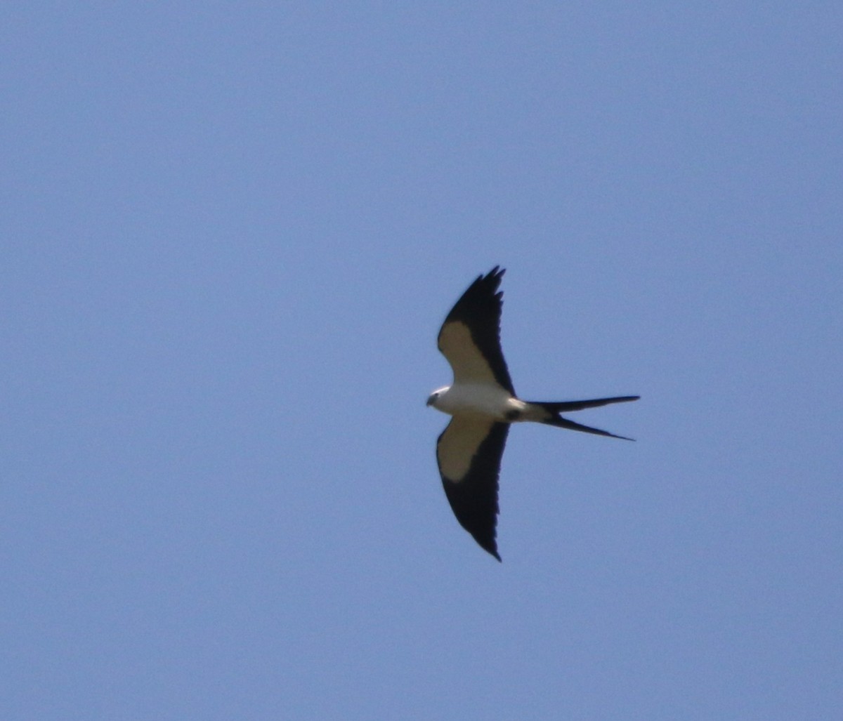 Swallow-tailed Kite - ML621046744
