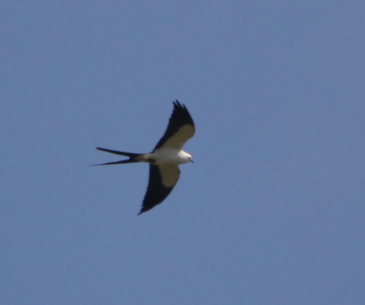Swallow-tailed Kite - ML621046746