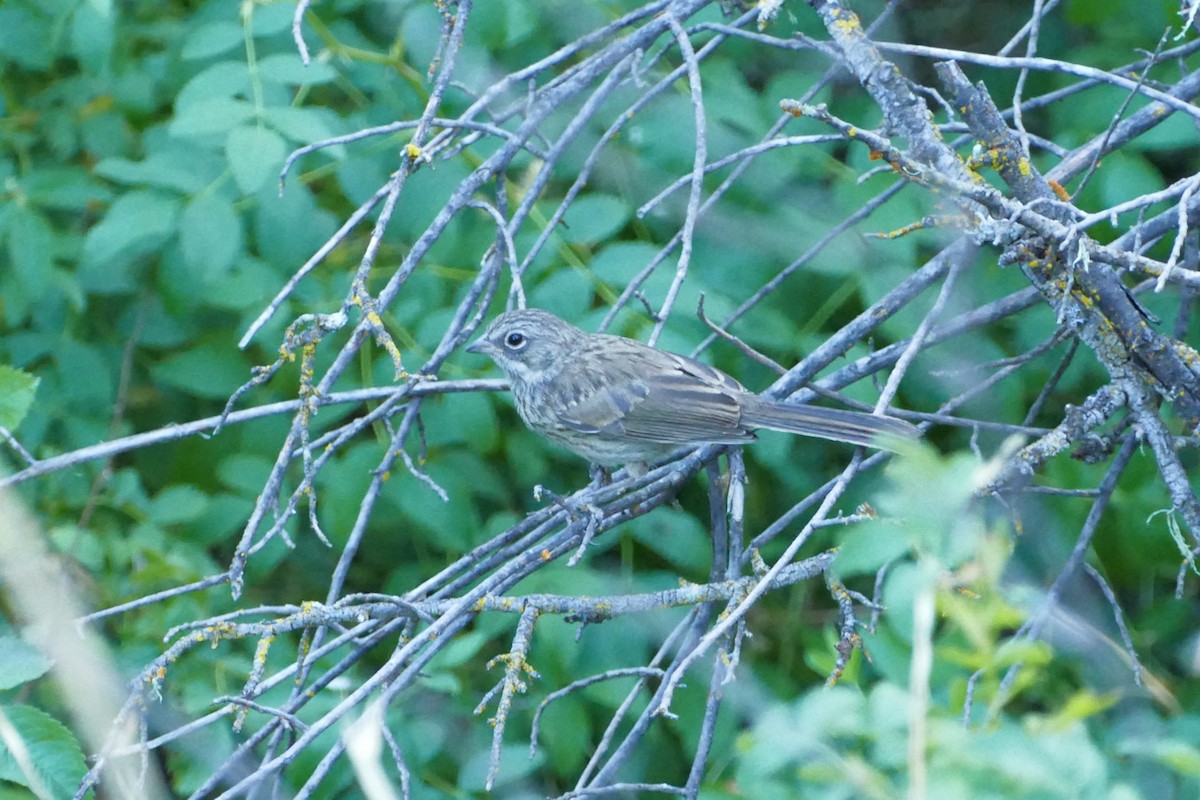 Bell's Sparrow (belli) - ML621046754