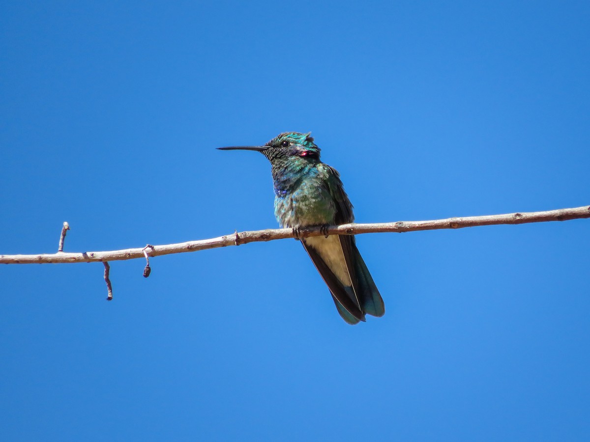 kolibřík ametystouchý - ML621046813