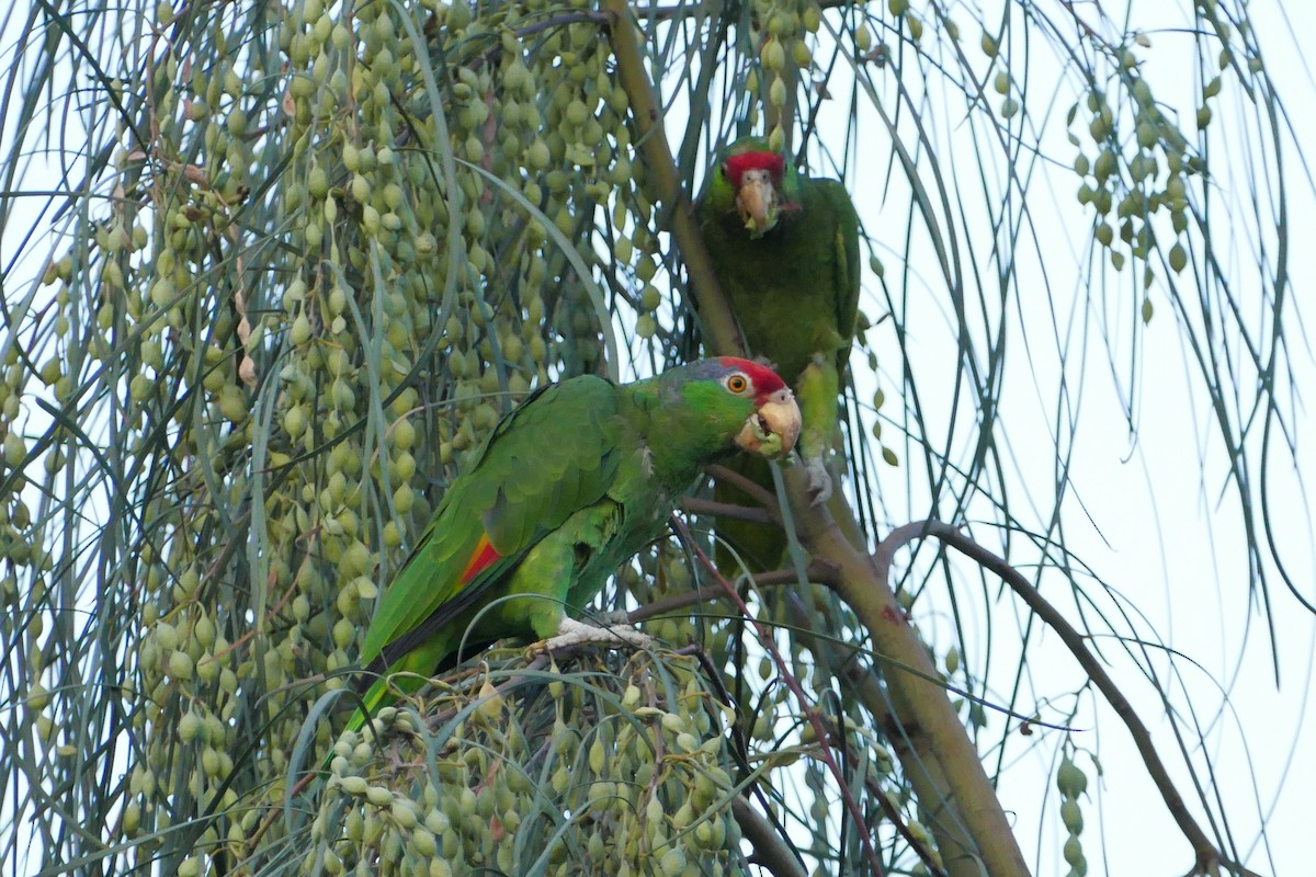 Red-crowned Parrot - ML621046816