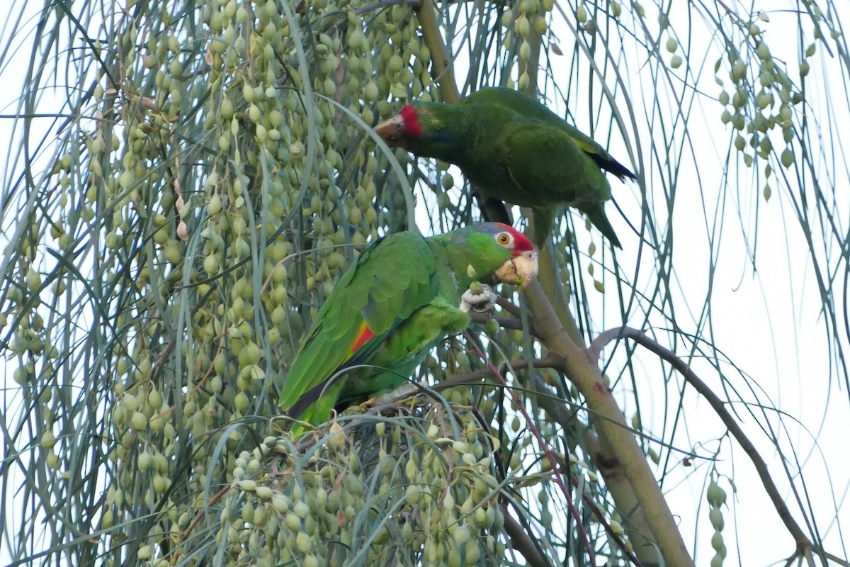 Red-crowned Parrot - ML621046819