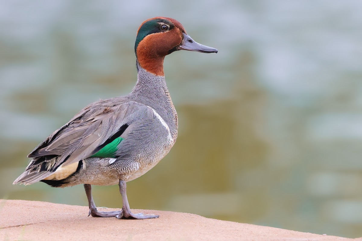 Green-winged Teal - ML621046820