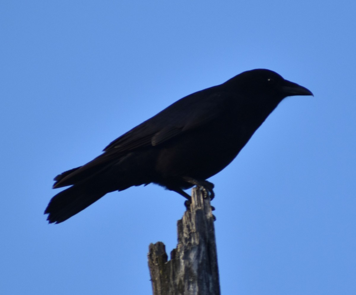 American Crow - ML621046825