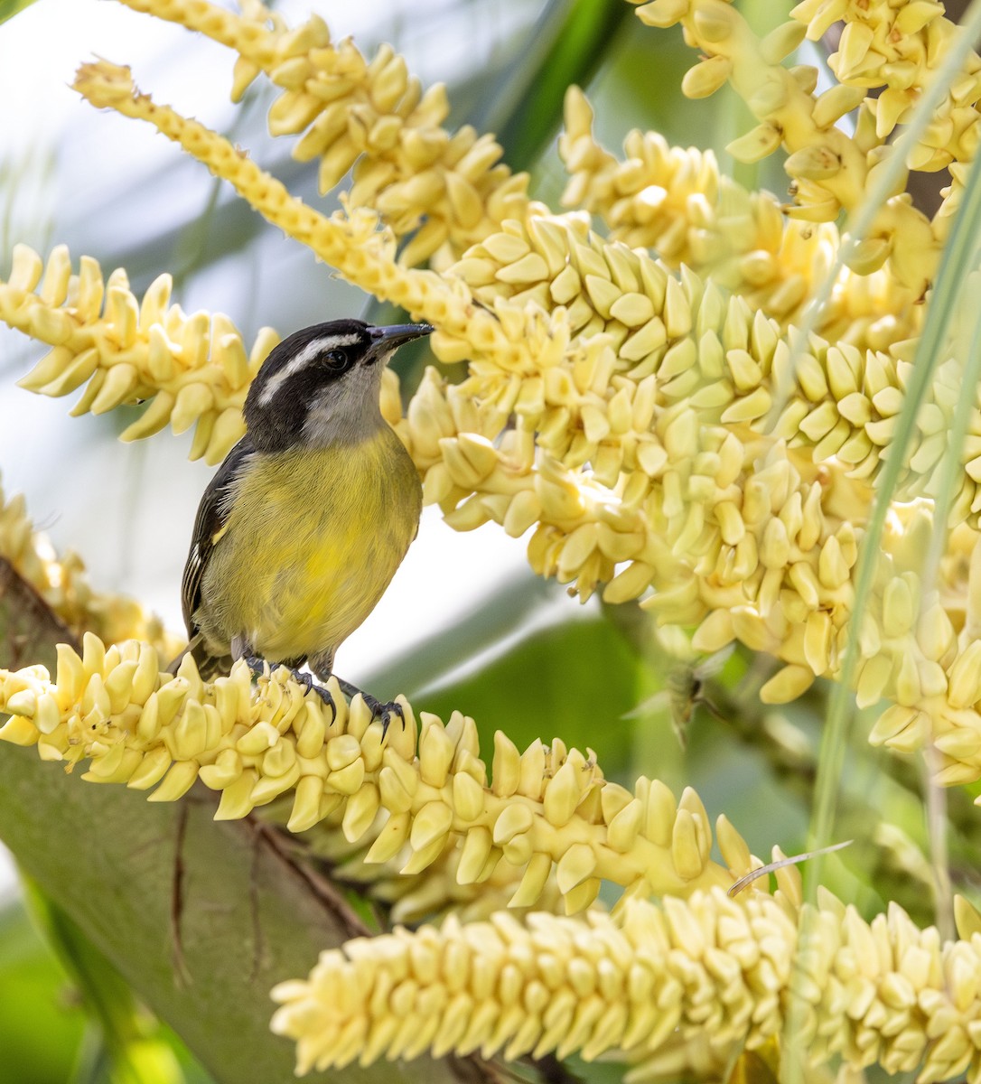 Bananaquit - ML621046830