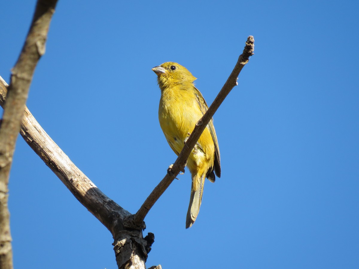 Stripe-tailed Yellow-Finch - ML621046839