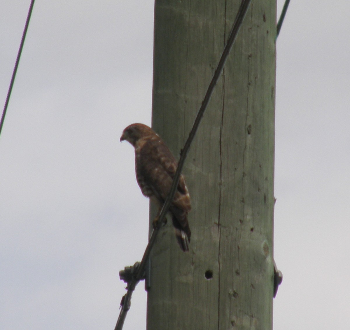 Broad-winged Hawk - ML621046869