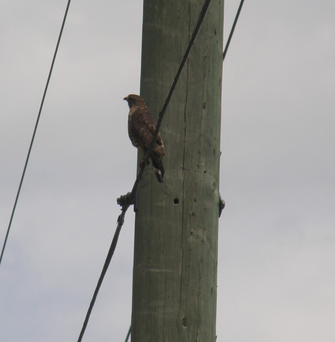 Broad-winged Hawk - marlene johnston